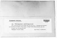 Gloeosporium cylindrospermum image